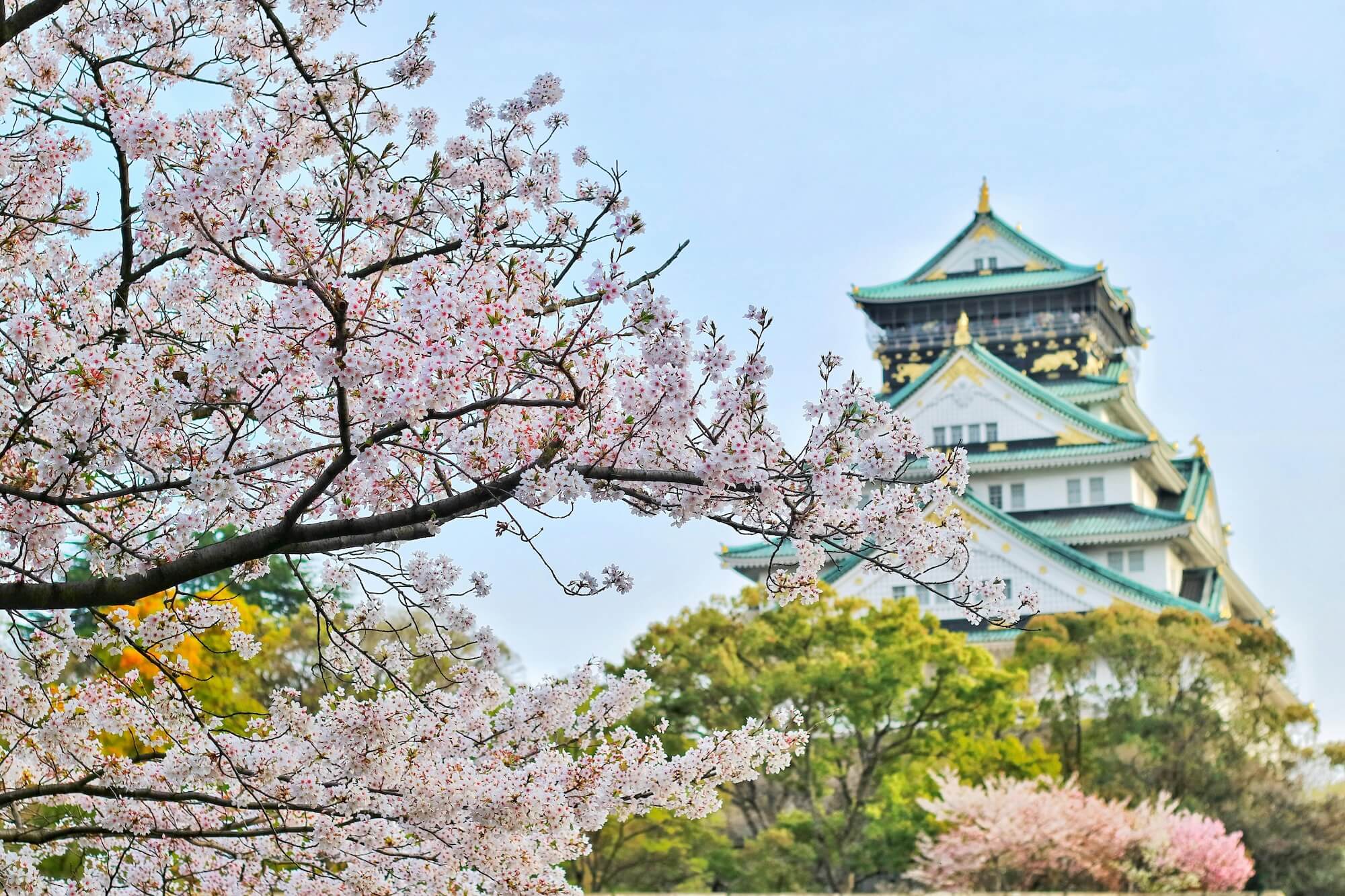 Cherry Blossoms in Osaka