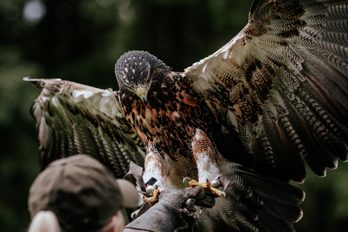 Falconry Experience on Catalina