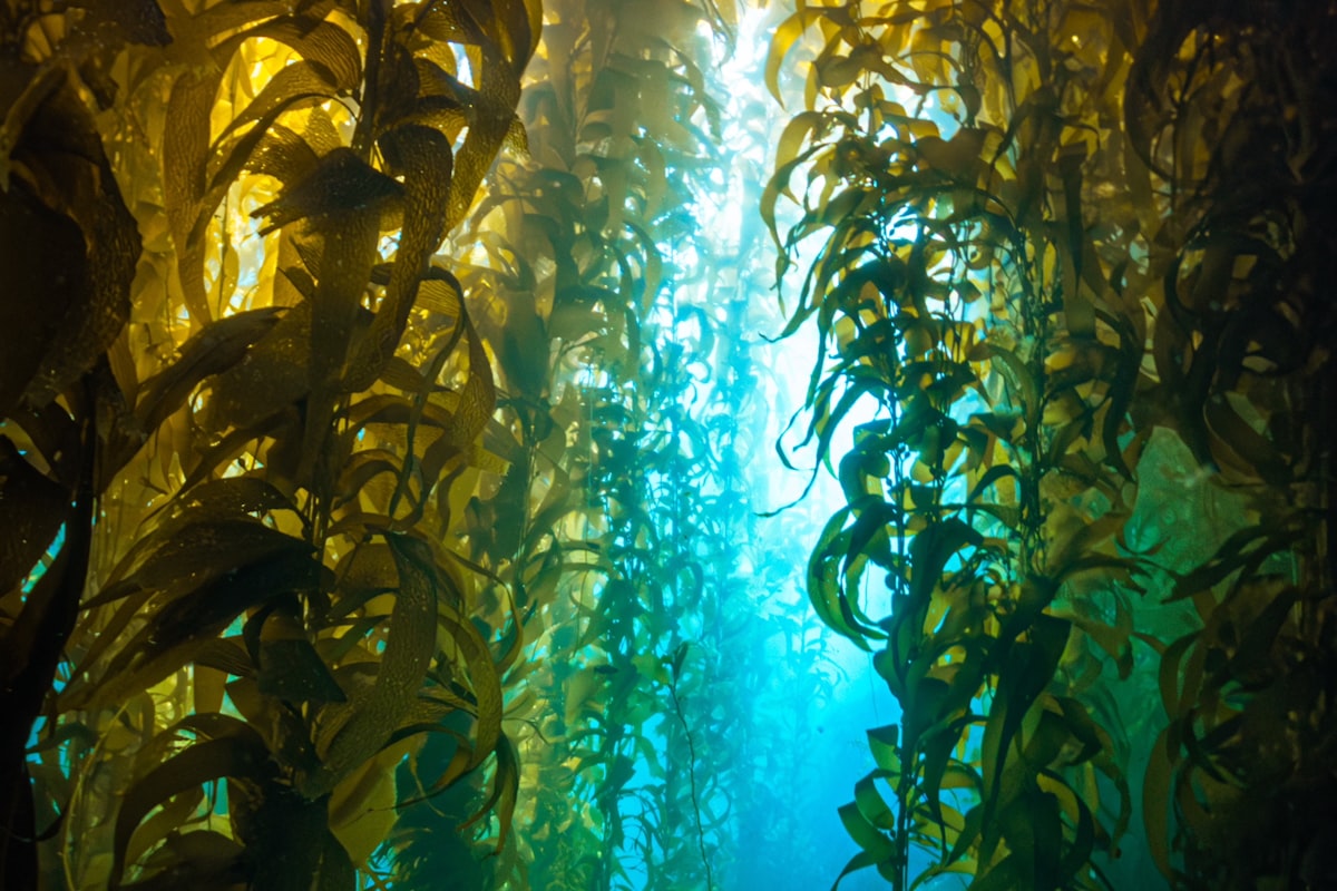 Snorkeling in Catalina Marine Preserve
