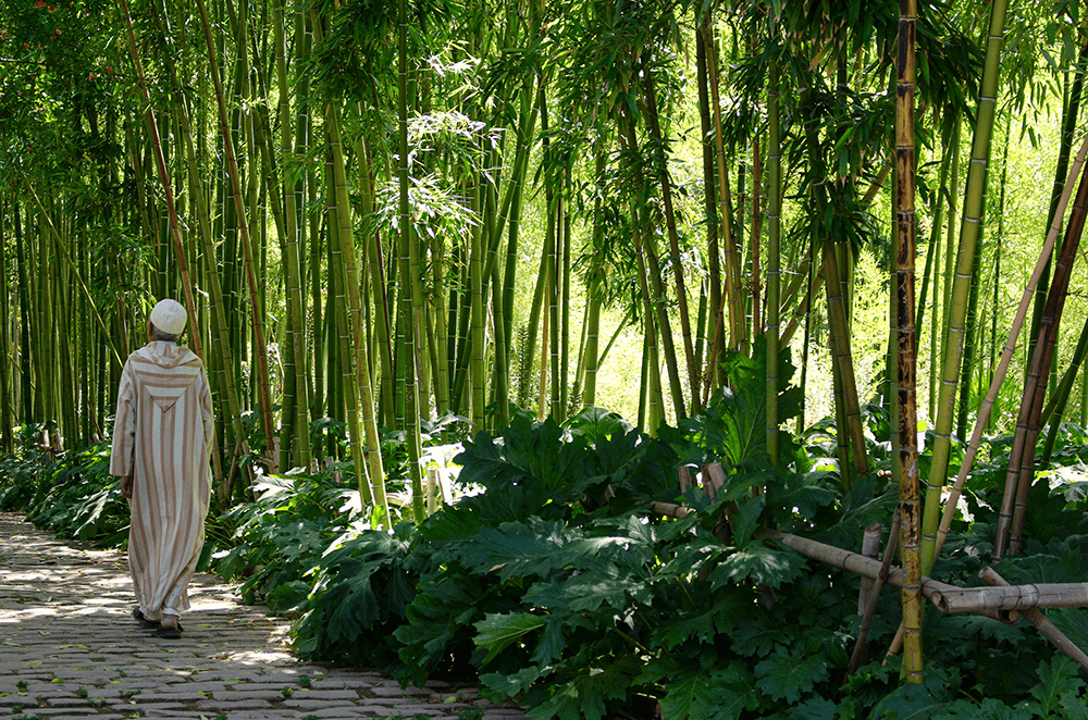A lush garden in Fes