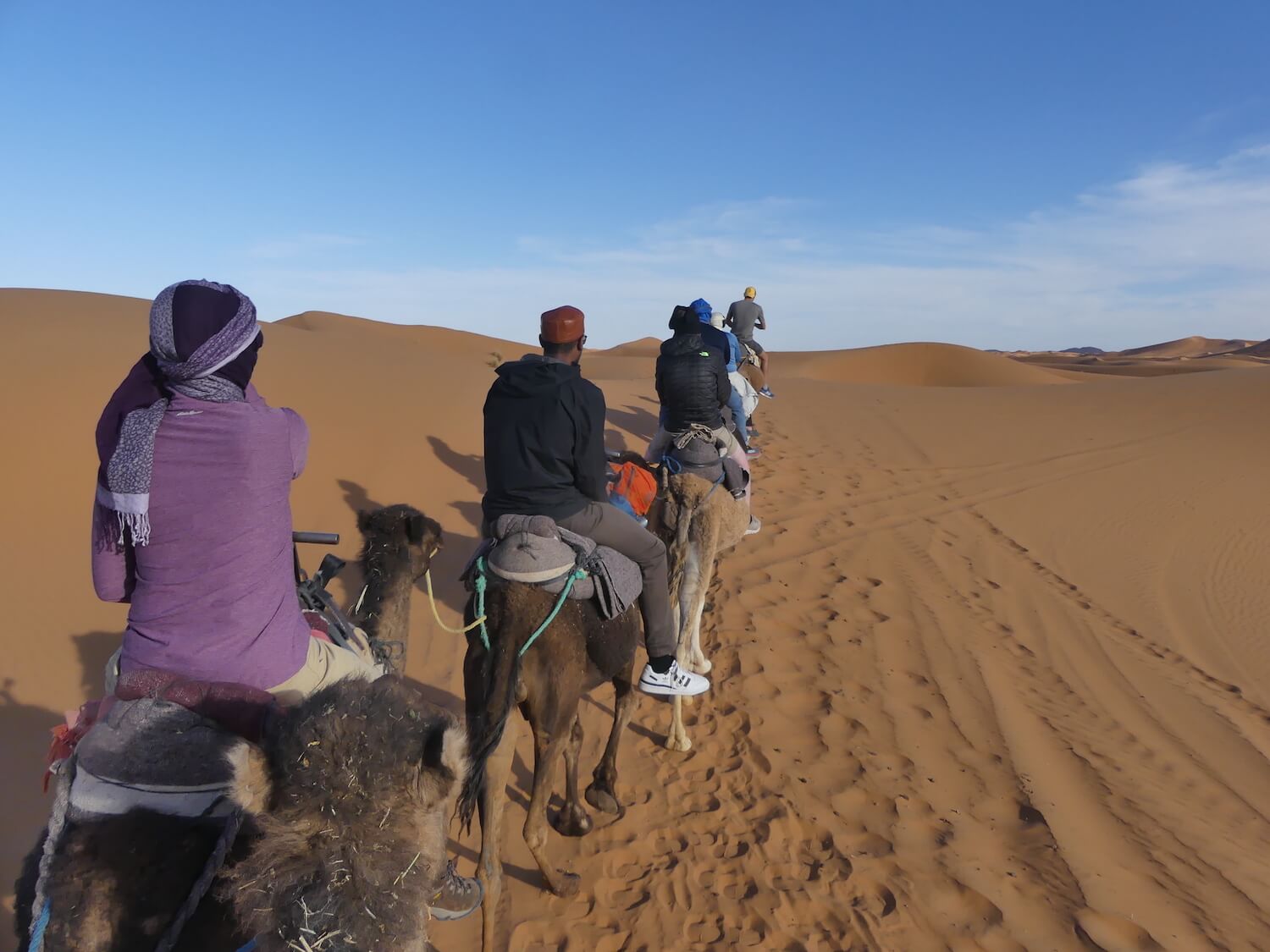Camels In The Desert