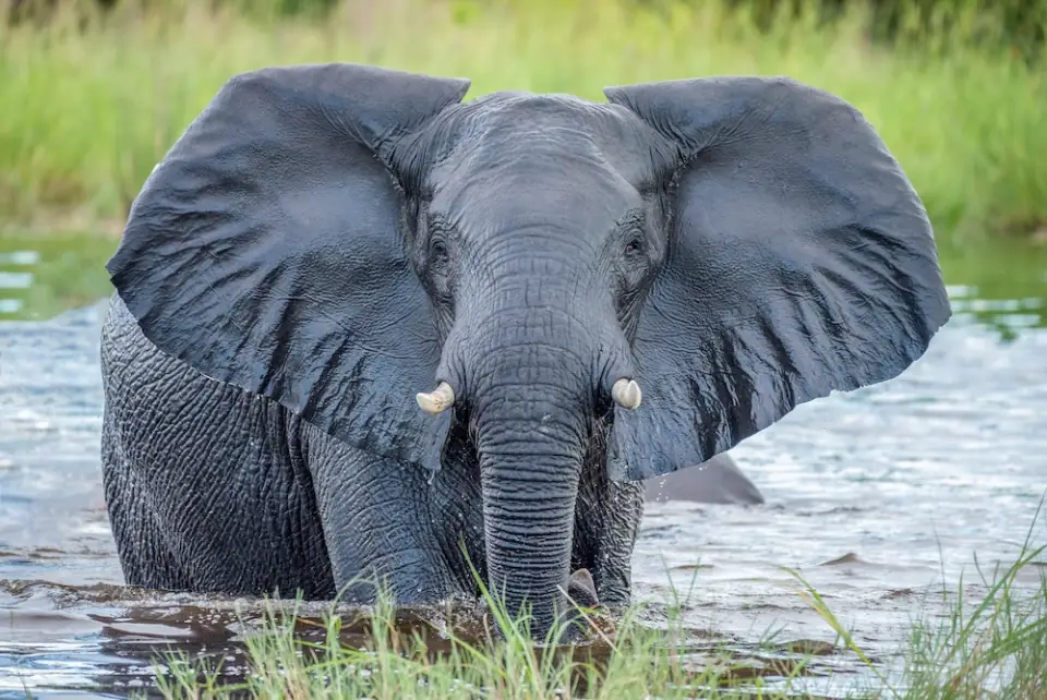 Elephant in the water