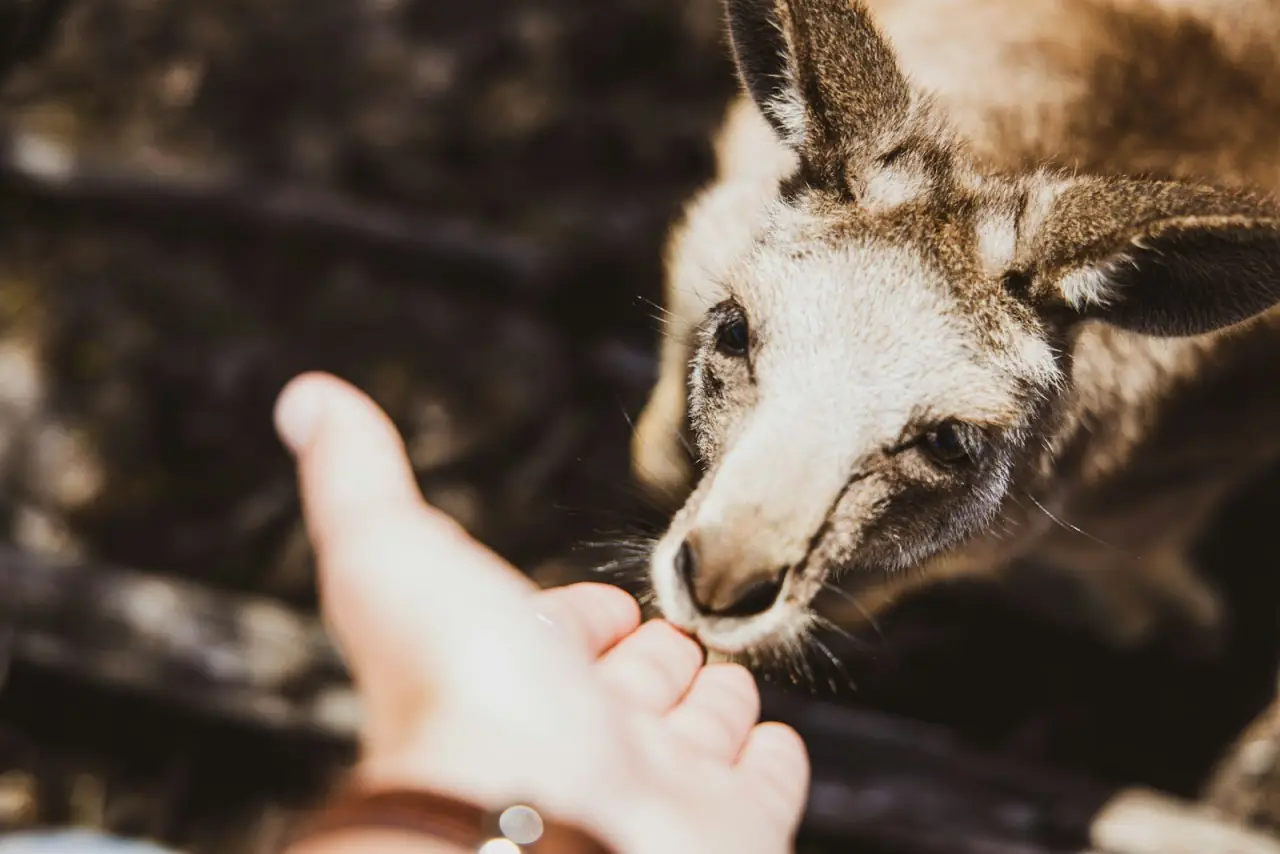 Hand-feeding a kangaroo