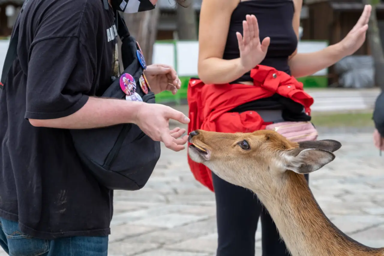 Feeding the deer in Nara