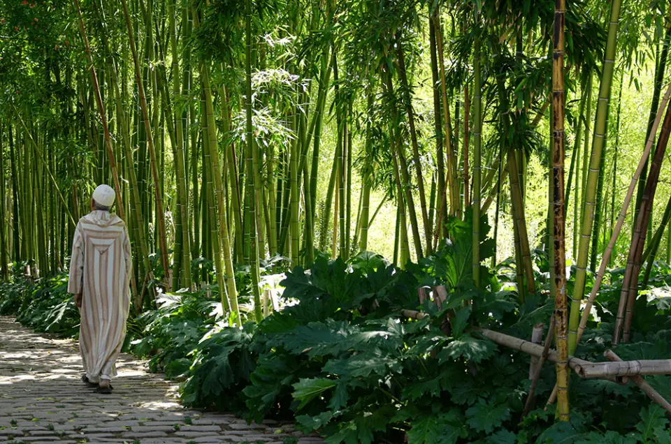 A lush garden in Fes